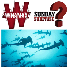 Sunday Surprise de Winamax : Plongée avec les requins au Bélize